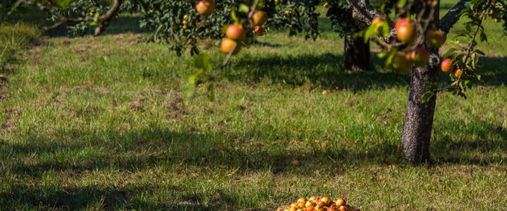 Streuobstwiese: Goldene Herbstzeit